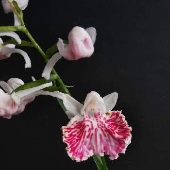 ｳﾁｮｳﾗﾝの画像 by kasumiさん | 小さな庭とウチョウランとｳﾁｮｳﾗﾝとうちょうらん。と羽蝶蘭とピンク！ピンク！ピンク！と日本の蘭と山野草大好きと山野草と和蘭とピンク❤︎ピンクとおうち園芸と球根と美しいとピンクと鉢植えと小さい花と花のある暮らしとかわいいとかわいいな♡