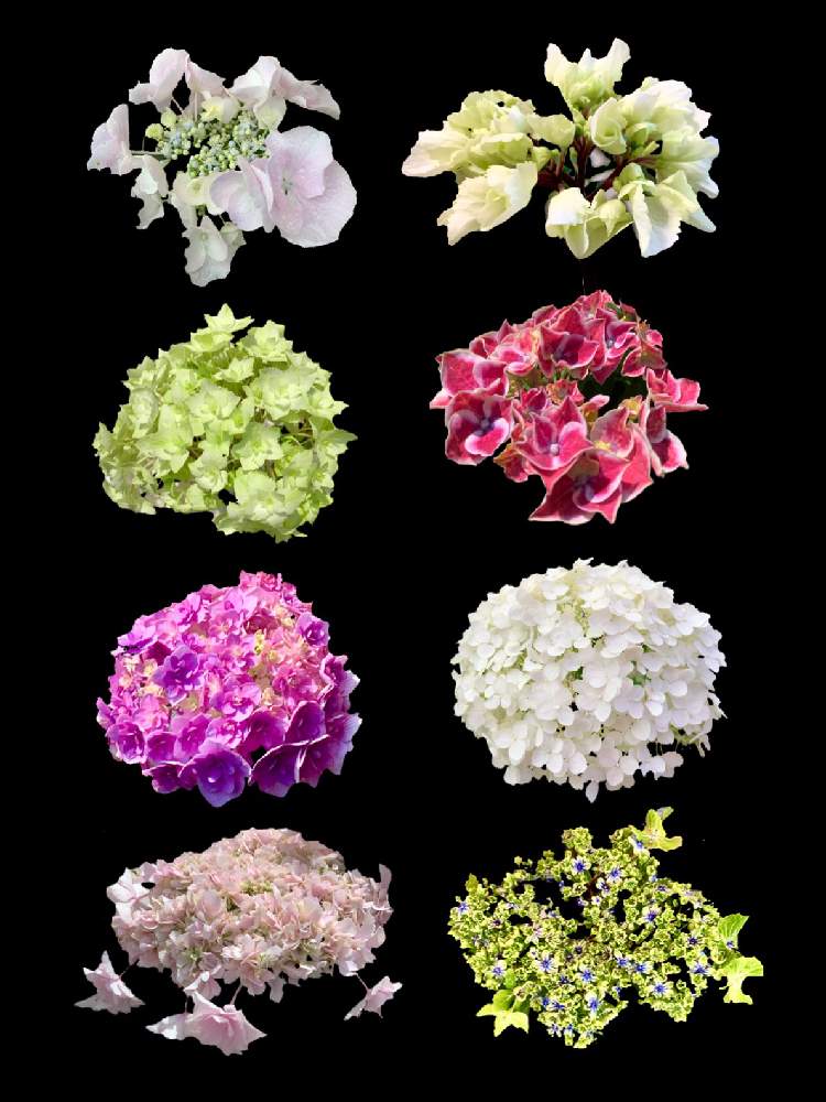 Ajisaiの投稿画像 By あじさいさん アジサイとアジサイ ヴィバーチェ とカメレオン ホバリアと紫陽花 ゼブラと紫陽花 アジサイ あじさいとアナベル 紫陽花と美しいとアジサイ 美咲小町とpart 5と成長記録と可愛いと黒軸と今年もありがとうとハワイアン