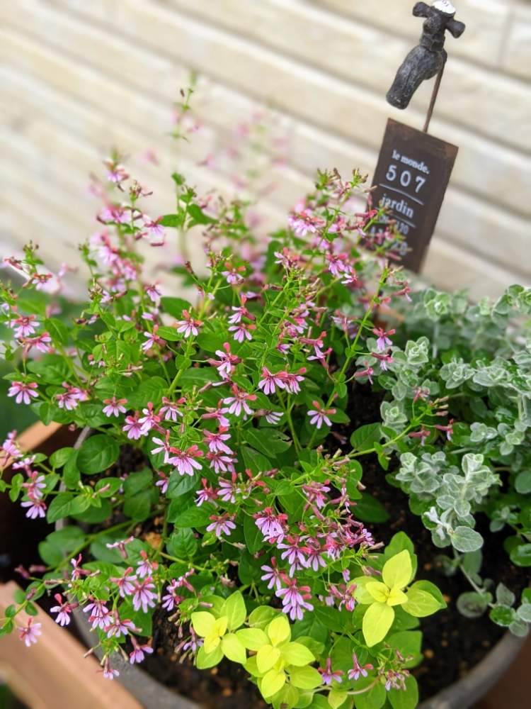 クフェアの投稿画像 By Hana さん ヘリクリサムとオレガノ ノートンズゴールドと玄関と挿し芽とおうち園芸と寄植えとハーブとガーデニング初心者と挿し芽とおうち園芸と寄植えとハーブとガーデニング初心者 月7月3日 Greensnap グリーンスナップ