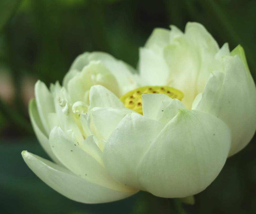 15 白野江植物公園 蓮の花 Greensnap グリーンスナップ