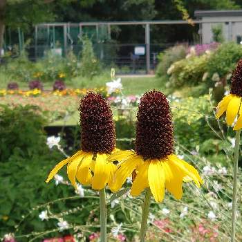 ルドベキア マキシマの投稿画像一覧 Greensnap グリーンスナップ