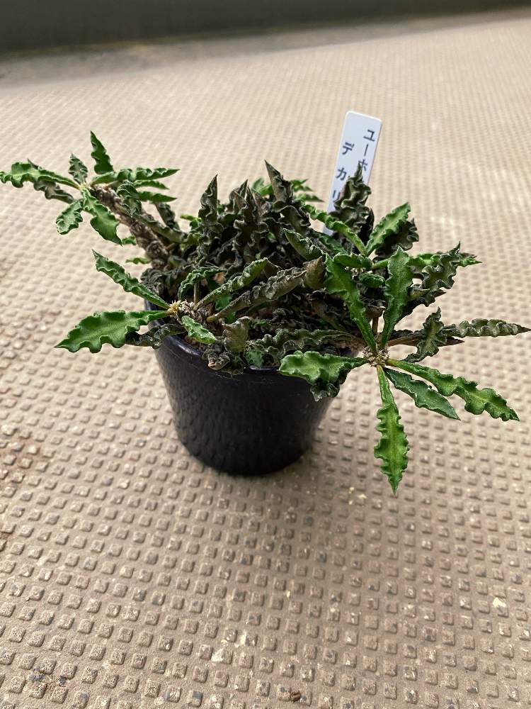 ユーフォルビア デカリーの投稿画像 By ゆっくさん ちび花キリンと多肉植物と多肉男子とベランダ多肉とおうち園芸と梅雨と珍奇植物とユーフォルビアと多肉初心者 月7月3日 Greensnap グリーンスナップ