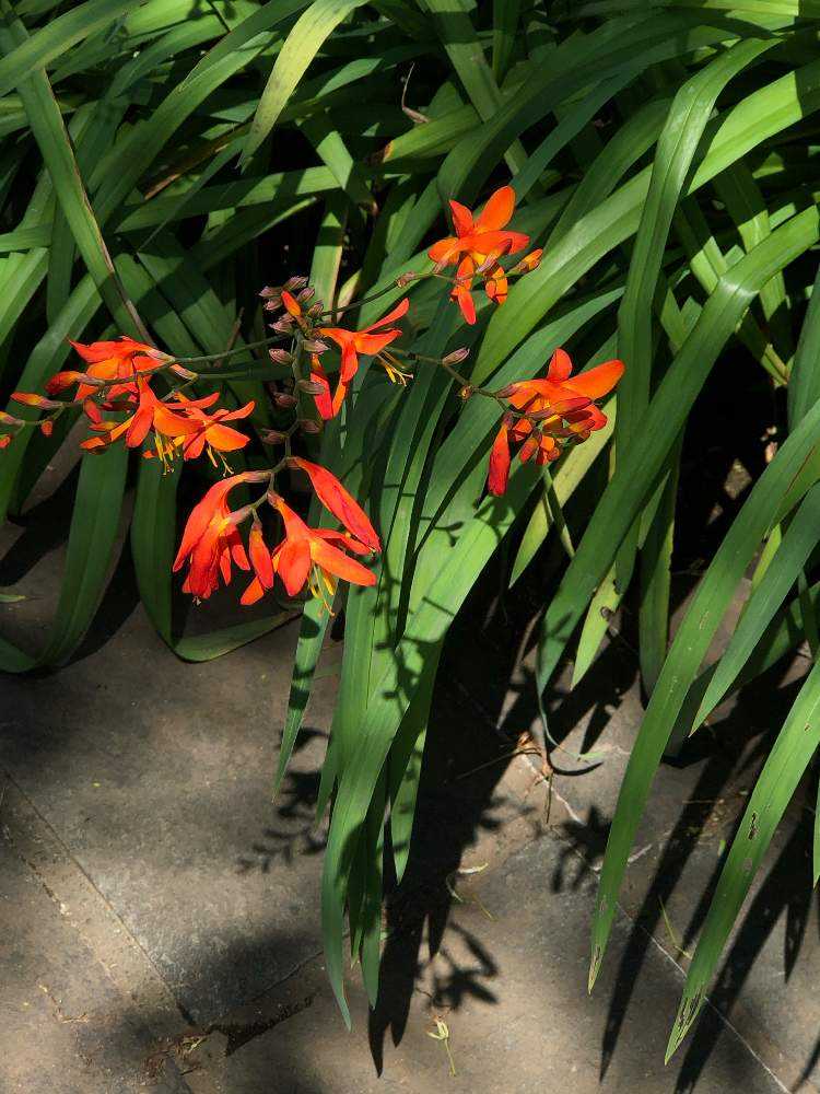 不忍池の古代蓮年7月1日 ねむの木の庭と池田山公園7月2日 Greensnap グリーンスナップ