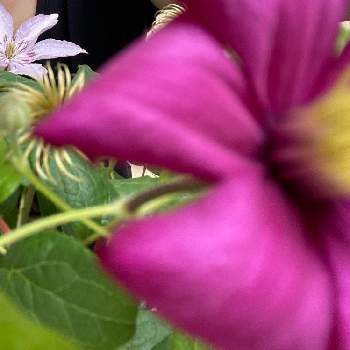 花持ちが良いの画像 by yochanさん | 小さな庭と花持ちが良いとムラサキの花と クレマチスとあざやかとハーグレイハイブリッドとおうち園芸と相談と花のある暮らしとアップで!とかわいい❤
