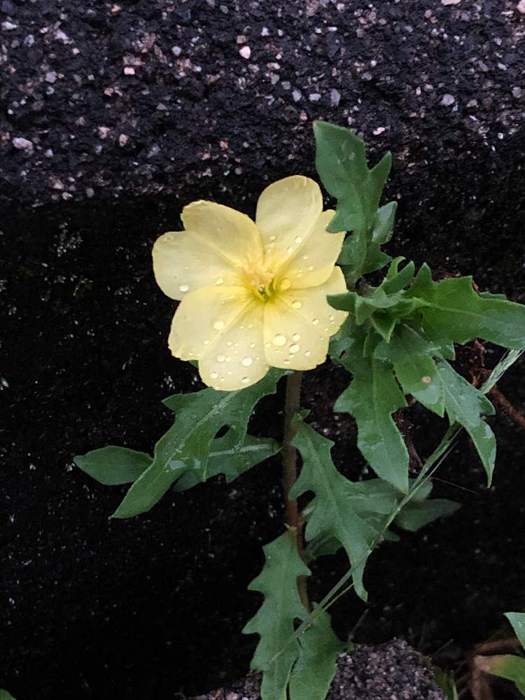 マツヨイグサ 月見草の投稿画像 By ノリさん 月7月3日 Greensnap グリーンスナップ