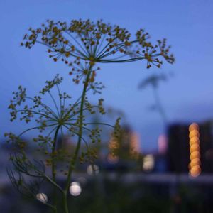 ハーブ,開花,庭木,屋上ガーデン,花のある暮らしの画像