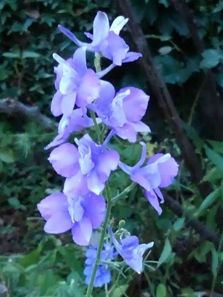 凛とした花姿の投稿画像 By まさちゃんさん むらさき色の花ときれいです と花のある暮らしと初夏のお花 月7月3日 Greensnap グリーンスナップ