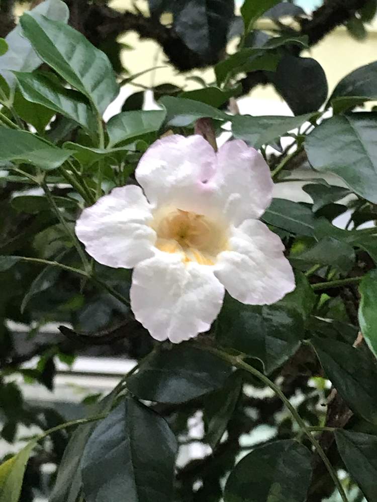 サンパギータさんの投稿画像 月7月3日 Greensnap グリーンスナップ