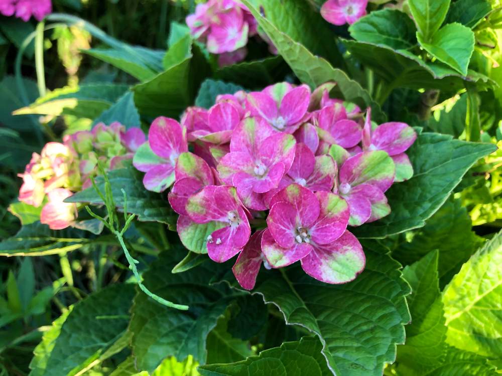 アジサイ マジカルグリーンファイヤーの投稿画像 By たまこさん 花のある暮らし 月7月3日 Greensnap グリーンスナップ