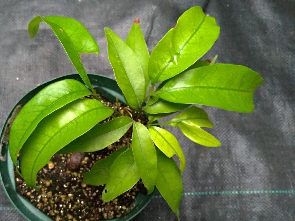 ライチの投稿画像 By 風前さん 実生に挑戦シリーズと食べた種と種まきと実生の日と実生 月7月3日 Greensnap グリーンスナップ