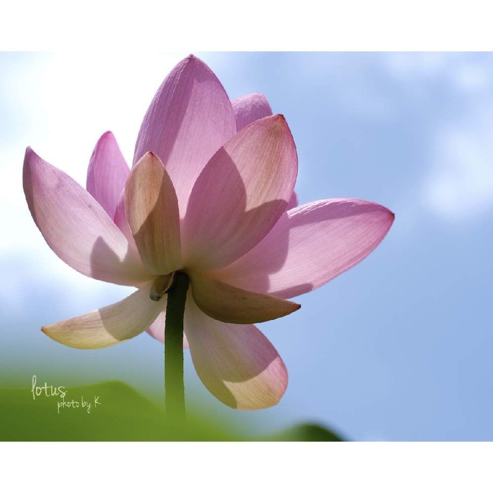 多年草の投稿画像 By Nokoさん 夏のお花と幻想的と大賀蓮 古代蓮 と7月の花とおうちを彩る花 月7月3日 Greensnap グリーンスナップ