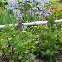 アガパンサスの画像