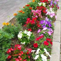 ベゴニア,ペチュニア,マリーゴールドの画像
