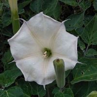 チョウセンアサガオの画像