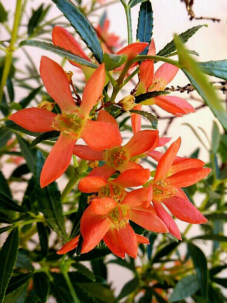 樹木の花の投稿画像 By マヤさん サマークリスマスブッシュ と赤い花と花のある暮らしと白い花とちいさいお花 月7月4日 Greensnap グリーンスナップ