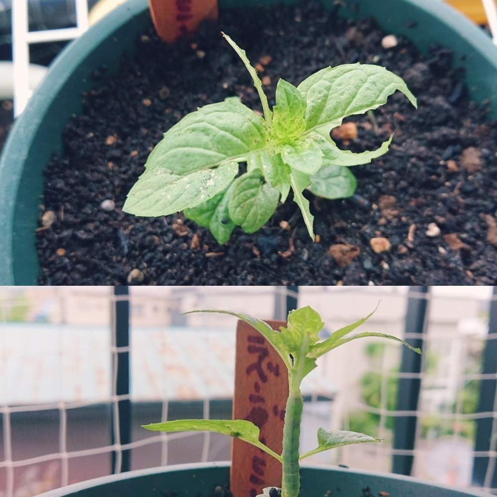 ラベンダーミントの投稿画像 By ハーブと猫が好きさん ハーブガーデンとハーブティーとハーブ大好きとおうちde菜園とおうち園芸とハーブとハーブ のある暮らしと無農薬とメディカルハーブ 月7月4日 Greensnap グリーンスナップ