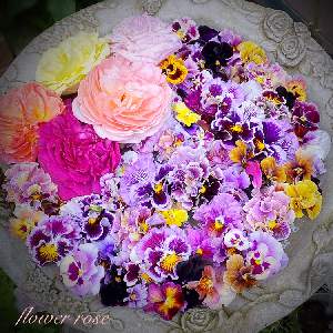 flower_rose37