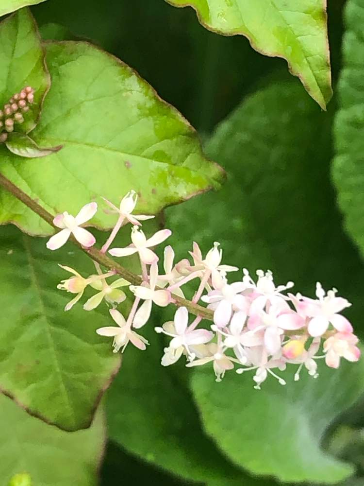 数珠珊瑚の投稿画像 By 花一匁さん 月7月4日 Greensnap グリーンスナップ