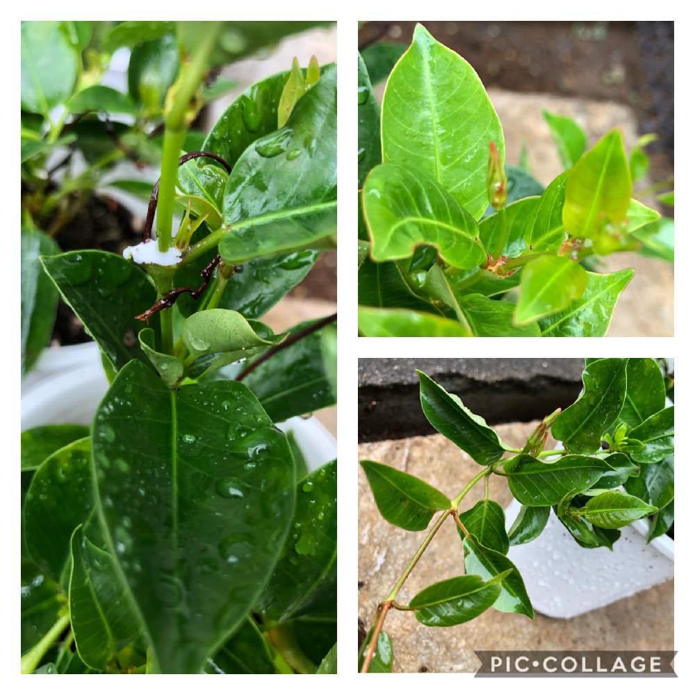 観察が楽しいの投稿画像 By まじょるかさん ねじねじの蕾とおうちde菜園と成長中とおうち園芸とはなのある暮らしと花を愛でると庭仕事 月7月4日 Greensnap グリーンスナップ