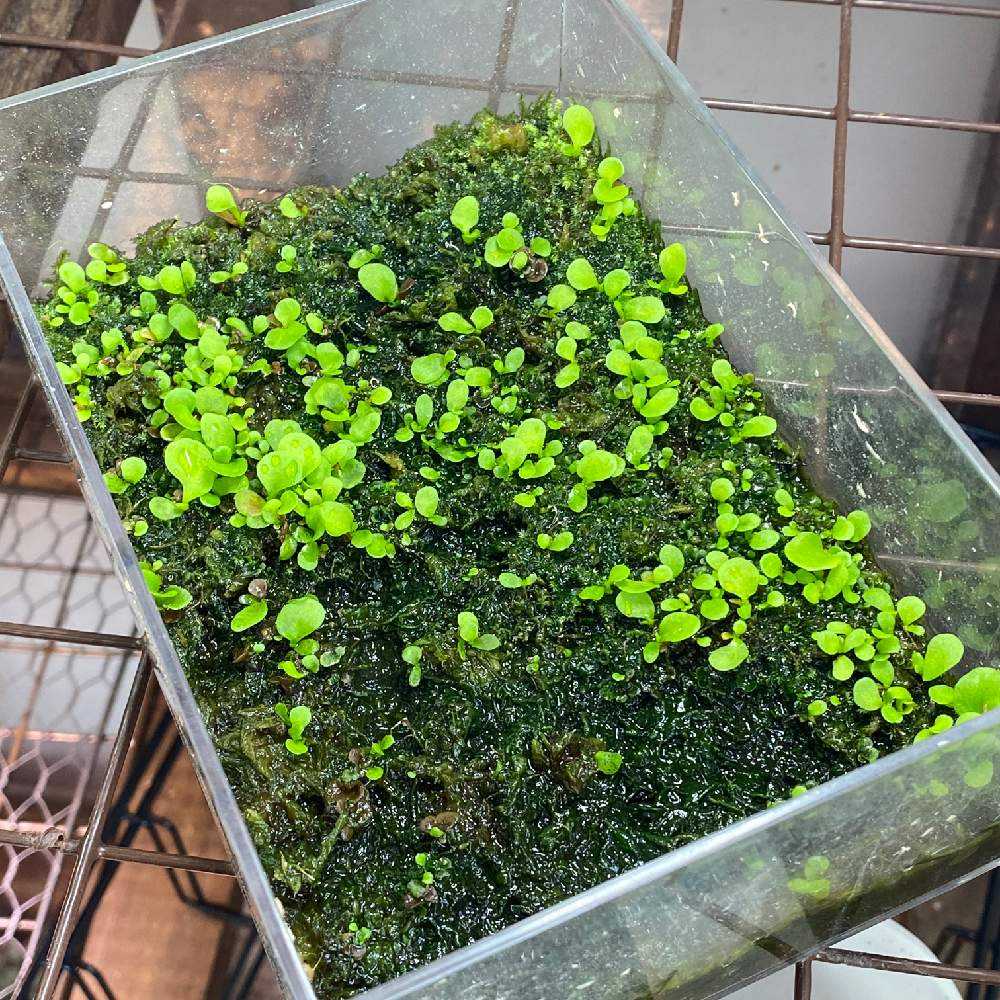 P. ridleyi 胞子培養 成長記録 2023.8.5 🔚🔚🔚｜🍀GreenSnap