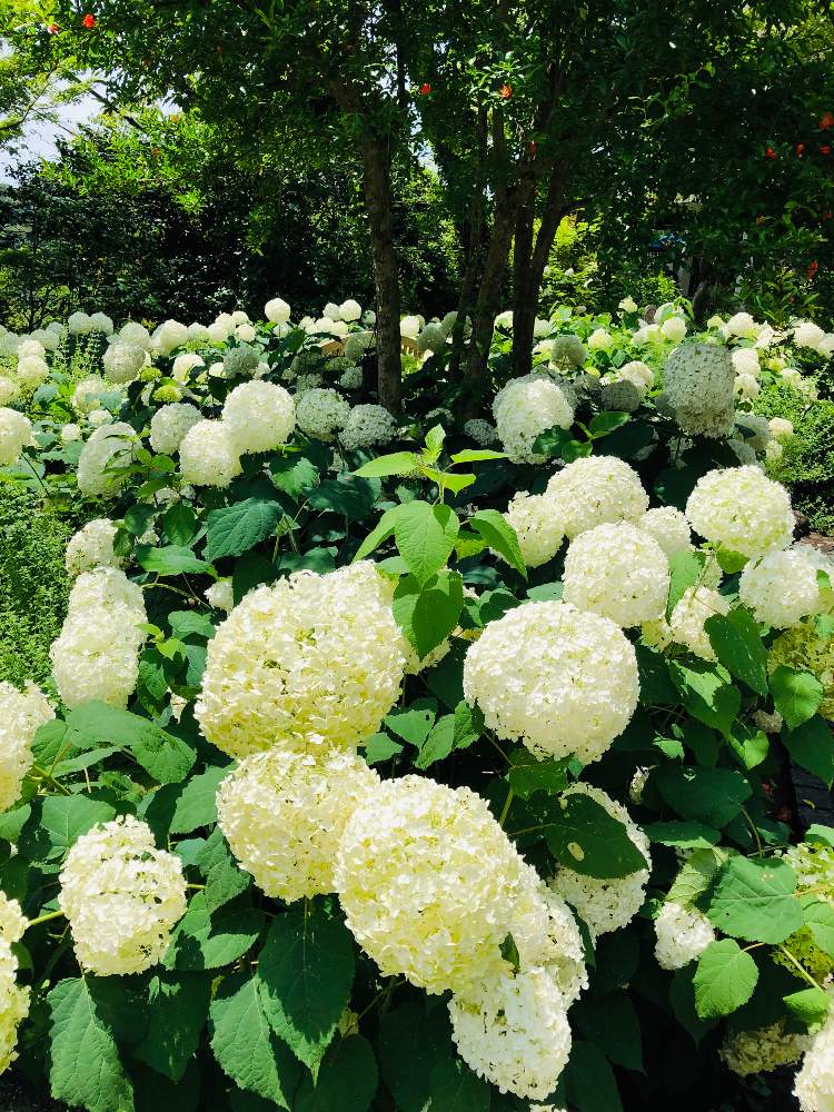 アナベルを求めて お寺の中のガーデンテラス Greensnap グリーンスナップ