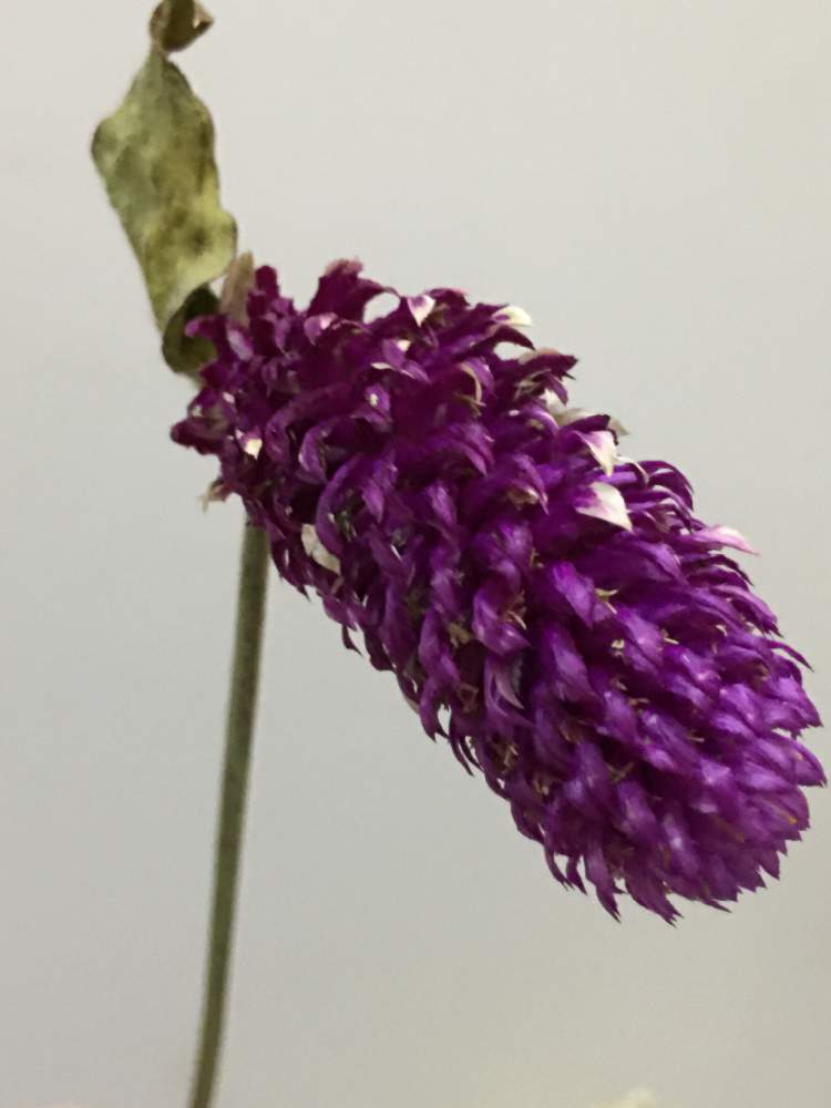 センニチコウの投稿画像 By ライチさん 月7月4日 Greensnap グリーンスナップ