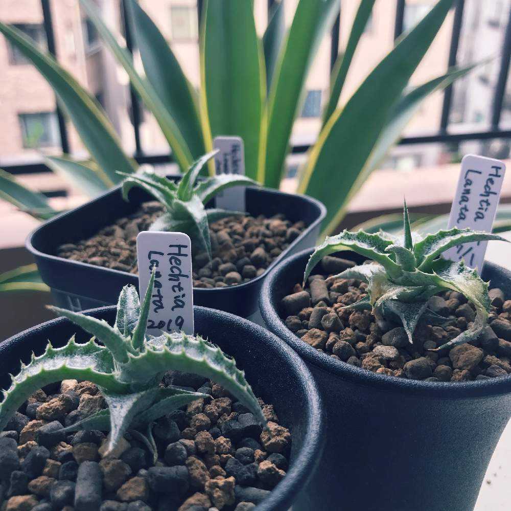 大人気 ヘクチア ラナタ 雌株 Hechtia lanata ⑴ 大人気 ヘクチア ラナタ 雌株 Hechtia lanata ⑵ ヘクチア・ラナータ