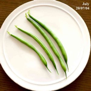 水耕栽培,野菜 水耕栽培,百均グッズ,家庭菜園奮闘日記,おうち園芸の画像