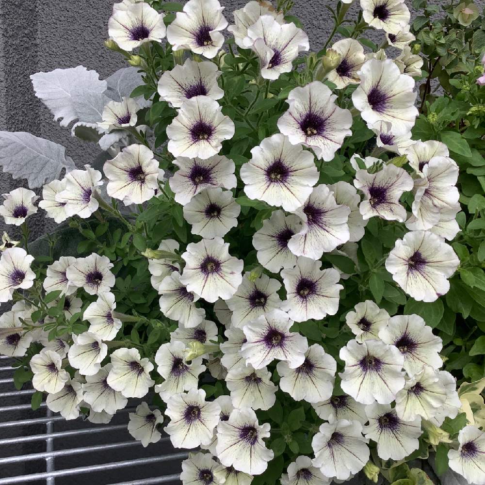 ペチュニアの投稿画像 By Greenknitさん ペチュニア ムーンストーンと棚と夏の白い花と松原園芸とコンテナガーデンとペチュニア と花のある暮らしと白い花と小花好きとペチュニア パワーストーンと夏の白い花と松原園芸とコンテナガーデンとペチュニア と花のある