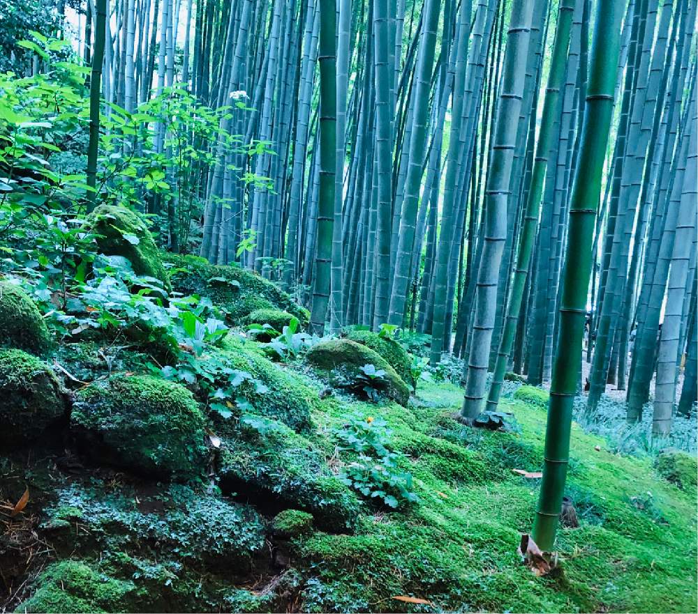 鎌倉 報国寺 Greensnap グリーンスナップ