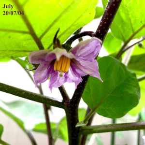 中長なす,水耕栽培,野菜 水耕栽培,家庭菜園奮闘日記,ホームハイポニカの画像