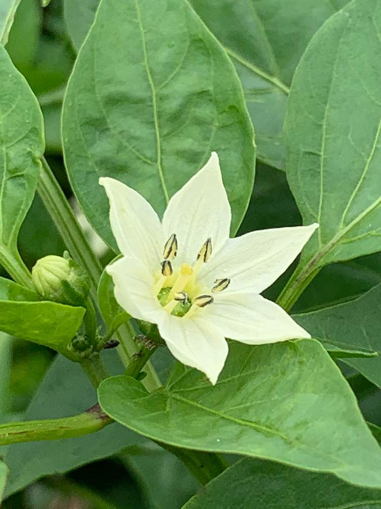 ピーマンの花の投稿画像 By Reiさん 家庭菜園と畑の花と畑の様子とおうちde菜園 月7月4日 Greensnap グリーンスナップ