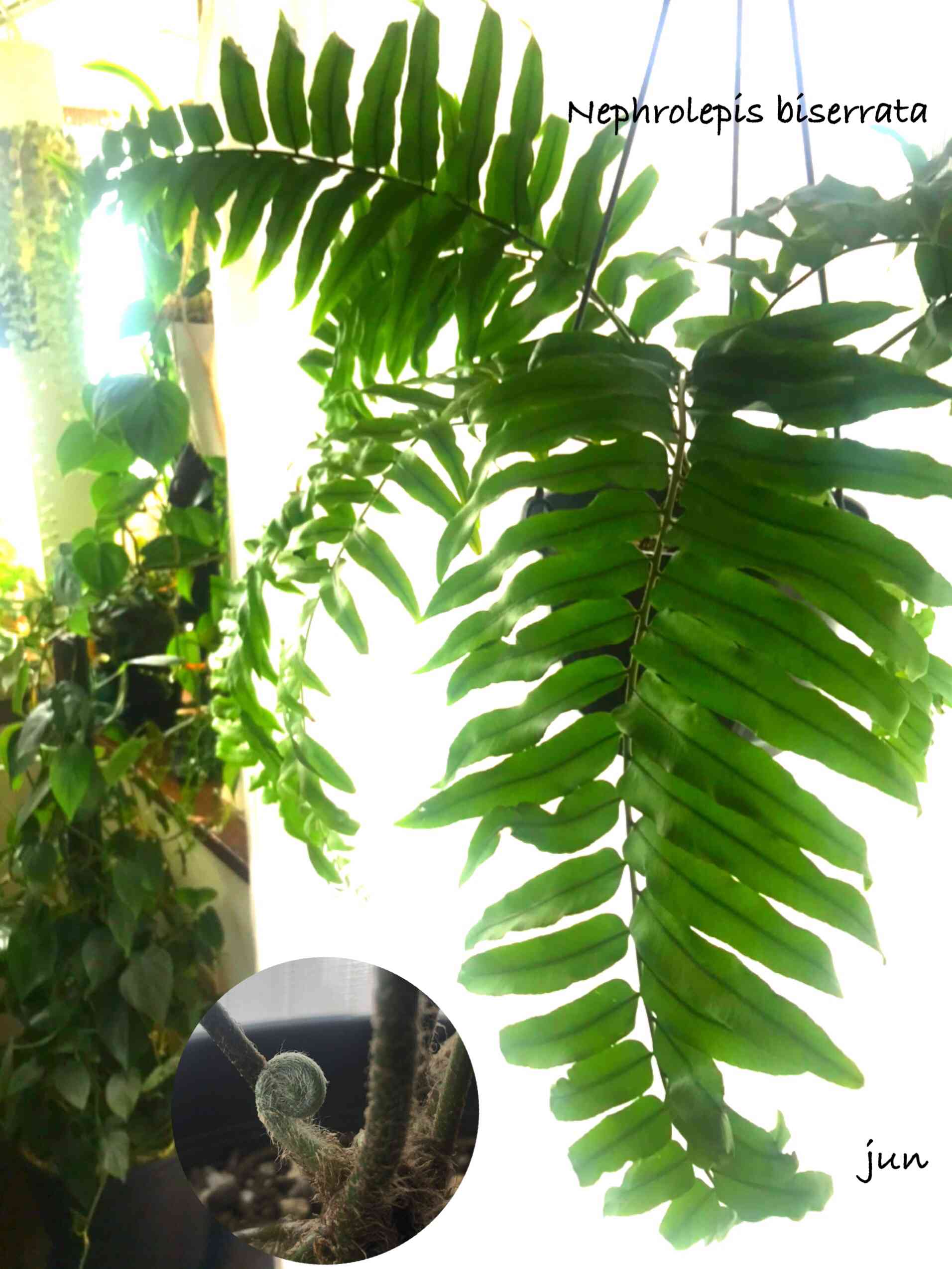 ホウビカンジュの一覧｜🍀GreenSnap（グリーンスナップ）