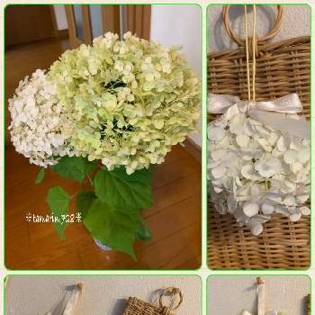 紫陽花ボールの投稿画像一覧 Greensnap グリーンスナップ 紫陽花ボールの投稿画像一覧 Greensnap グリーンスナップ
