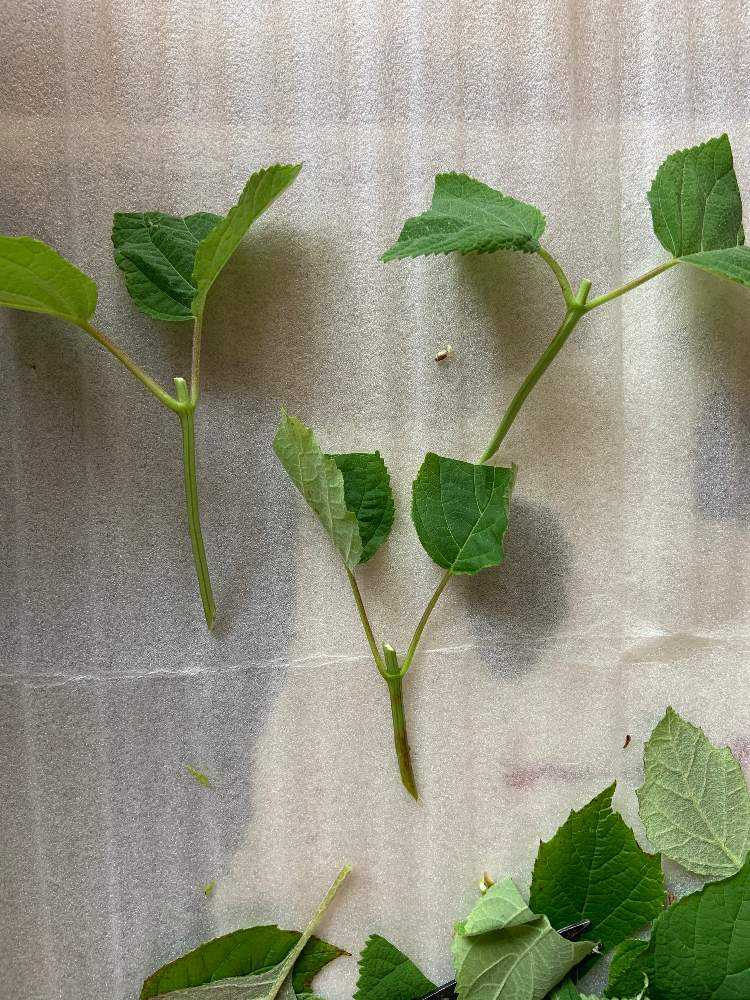アジサイの挿し木 Greensnap グリーンスナップ アジサイの挿し木 Greensnap グリーンスナップ