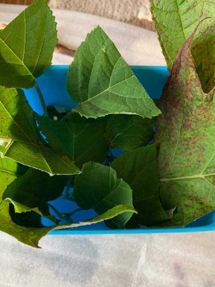 アジサイの挿し木 Greensnap グリーンスナップ