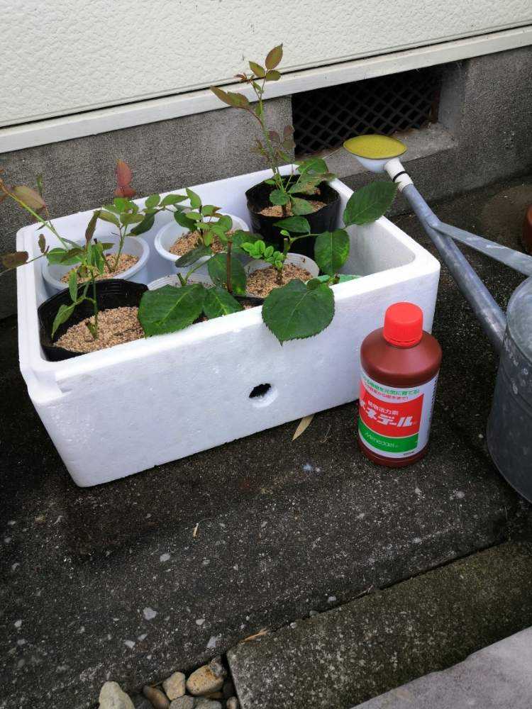 薔薇の挿し木 Greensnap グリーンスナップ