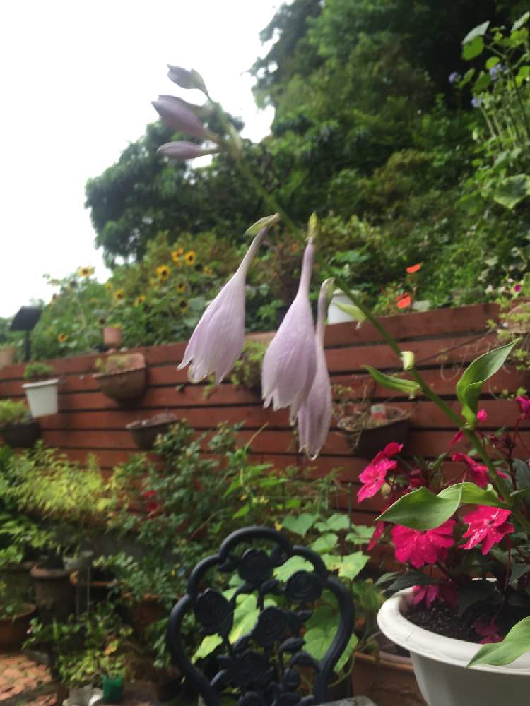 ギボウシの投稿画像 By Kuniさん サンパチェンスとおうち園芸と鉢植えとガーデニングと花のある暮らしとあえて放任主義 月7月4日 Greensnap グリーンスナップ