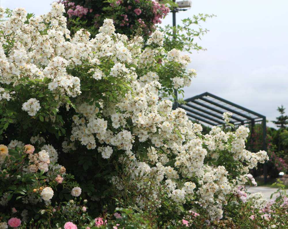 バラ満開夏 岩見沢公園ローズガーデン Greensnap グリーンスナップ