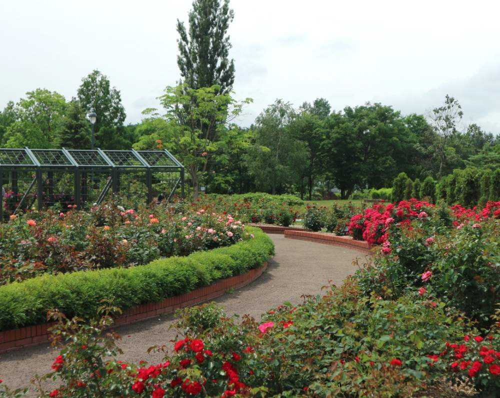 バラ満開夏 岩見沢公園ローズガーデン Greensnap グリーンスナップ