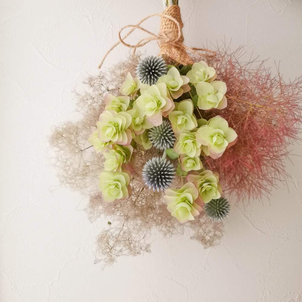 スモークツリーの投稿画像 By Emmaさん ルリタマアザミとオレガノ ケントビューティーとスモークツリー リトルルビーとナチュラルドライフラワーと岩手県とドライフラワーのある暮らしとリフレッシュして 元気になる 花飾りフォトコンテストと生花とハンドメイドと花の