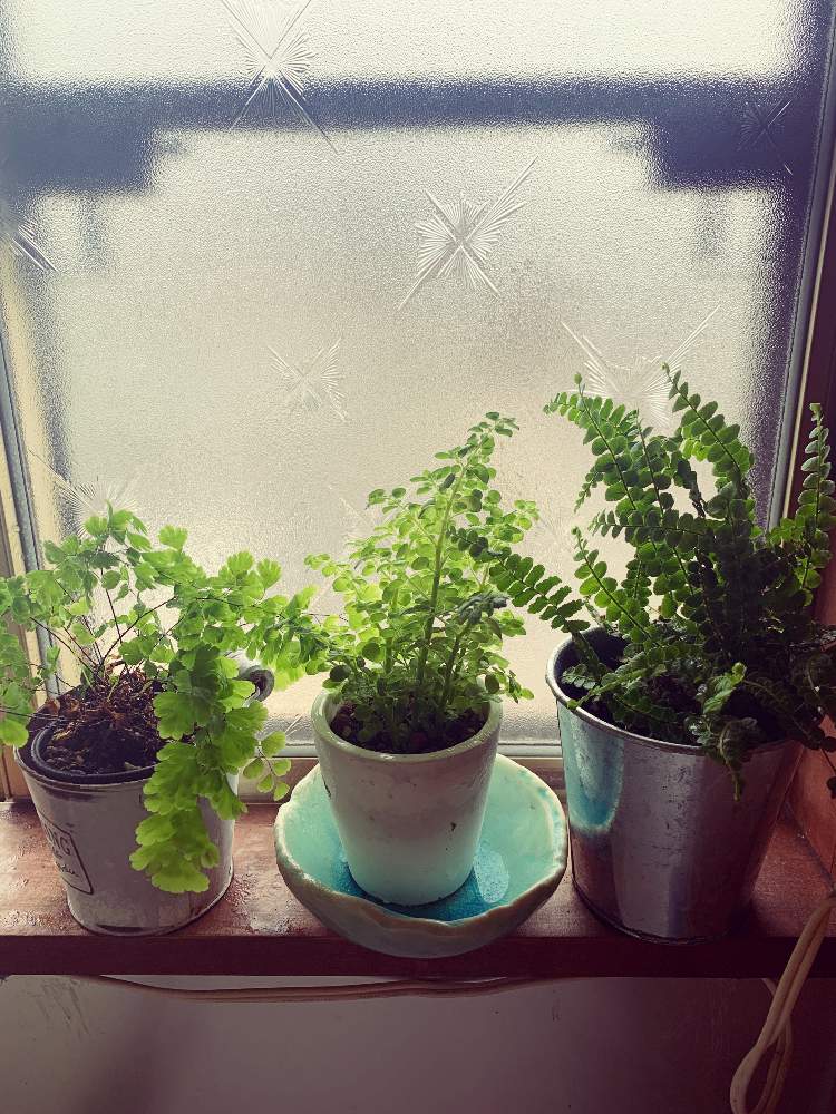 窓辺の投稿画像 By Amochaさん 観葉植物とグリーンのある暮らしと100均とシダ植物とダイソー産と観葉植物とグリーンのある暮らしと100均と シダ植物とダイソー産 月7月4日 Greensnap グリーンスナップ Greensnap グリーンスナップ