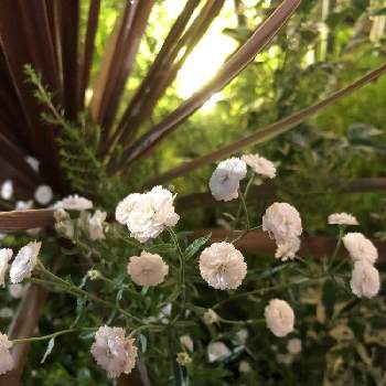 アキレア ノブレッサの投稿画像一覧 Greensnap グリーンスナップ