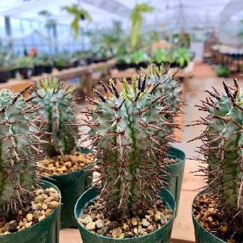 ホリダ ゼブラの投稿画像一覧 Greensnap グリーンスナップ