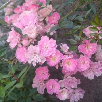 家と家の隙間の投稿画像一覧 Greensnap グリーンスナップ