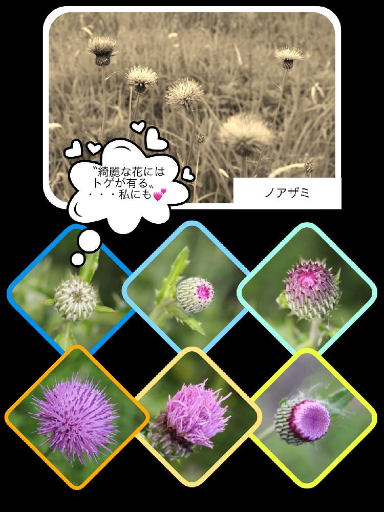 開花の様子の投稿画像 By とうちゃんさん これでも雑草 と綺麗な花にはトゲが有るとお花のひとり言 月7月5日 Greensnap グリーンスナップ