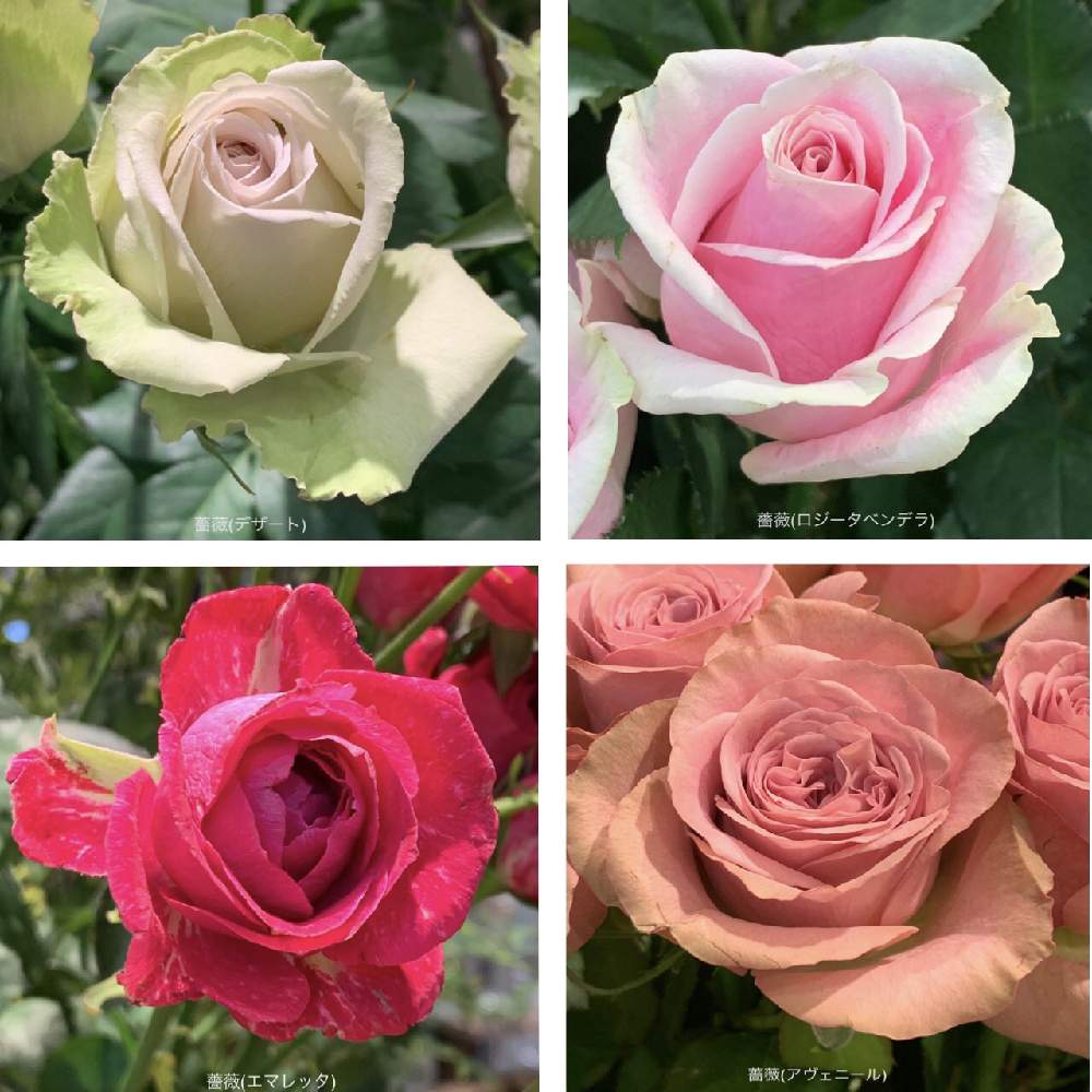 薔薇 デザート の投稿画像 By カタバミさん 薔薇 ロジータベンデラ と薔薇 エマレッタ と薔薇 アヴェニール 月7月5日 Greensnap グリーンスナップ