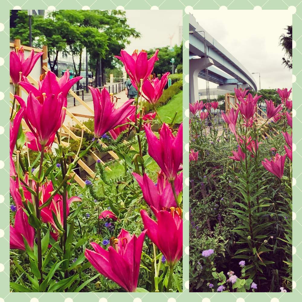 道路脇の花壇の投稿画像 By スプーンおばさんさん 鮮やかな赤とコミュニティガーデンにてと東京湾岸と艶やかと花のある暮らしとゆりかもめ近くとコミュニティ花壇 月7月5日 Greensnap グリーンスナップ