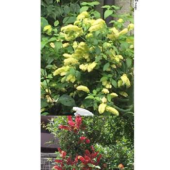 コエビソウ 黄色の画像 by manabeさん | お出かけ先とコエビソウとコエビソウ 黄色とコエビソウ（ペロペロネ）と常緑低木とキツネノマゴ属