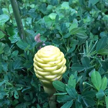 オオヤマショウガの投稿画像一覧 Greensnap グリーンスナップ